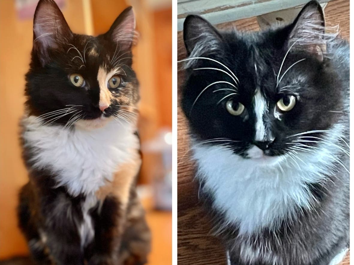 Northport Adoptable Pets Of The Week: Elsa And Cyrus