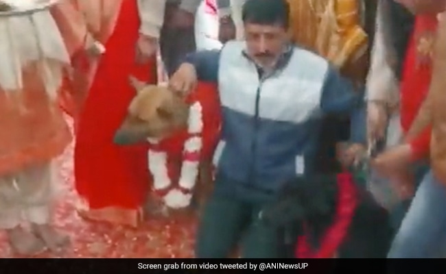 Canine Marriage ceremony Carried out With Music And Dance In UP’s Aligarh