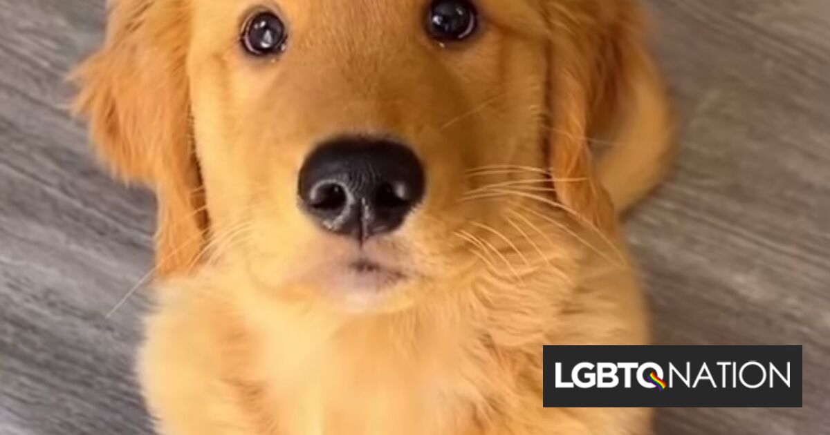 These 31 brazenly homosexual pets will soften your chilly, darkish coronary heart