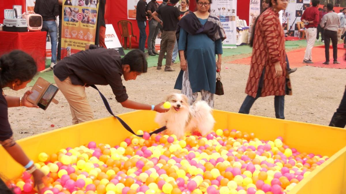 Canines time out: Pets stroll the ramp at Kolkata carnival | See pics