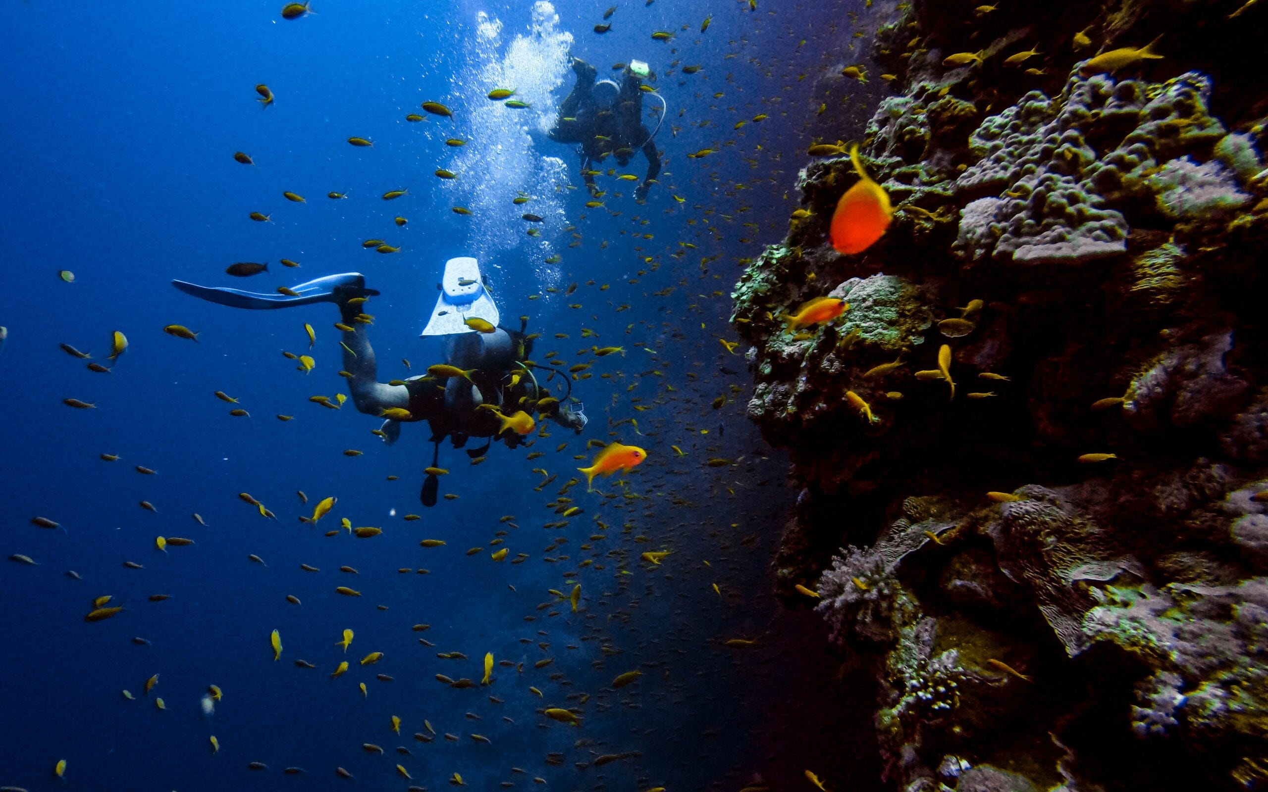 Journey insurance coverage for scuba divers – Forbes Advisor UK