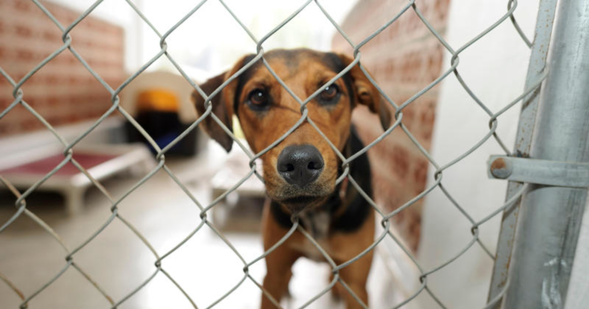 Opinion: PAWS Chicago helped cut back euthanized pets by 92%