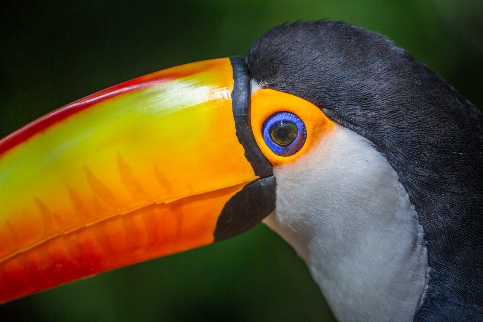 Couple Attemps to Smuggle Two Stay Toucans Throughout Mexico US Border