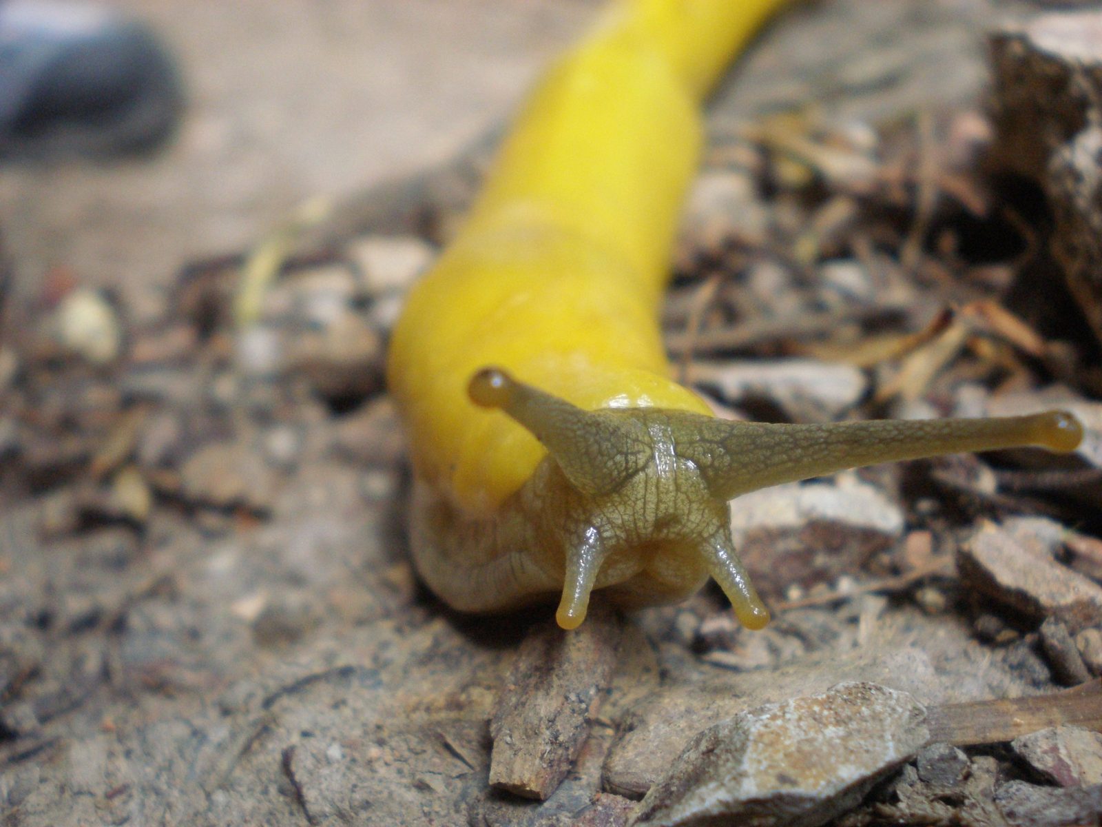 12 Lovely Vegetation Slugs Gained’t Eat