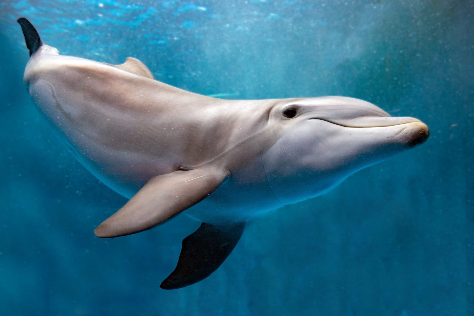 Dolphins Should Shout at Every Different to Talk Over Human Generated Noise, New Research Finds