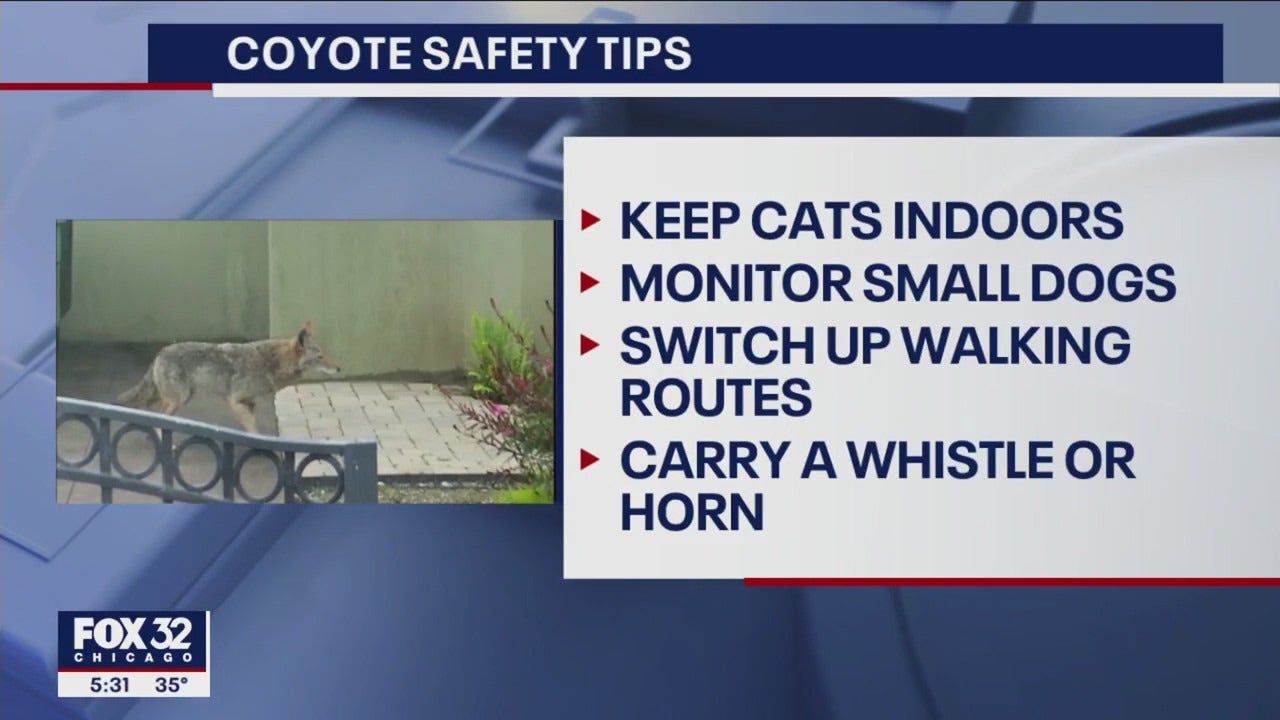 Tips about maintaining pets secure throughout coyote mating season