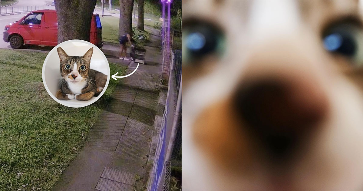 SPCA S’pore catches on digital camera individual abandoning cat in cage at its predominant gate – Mothership.SG