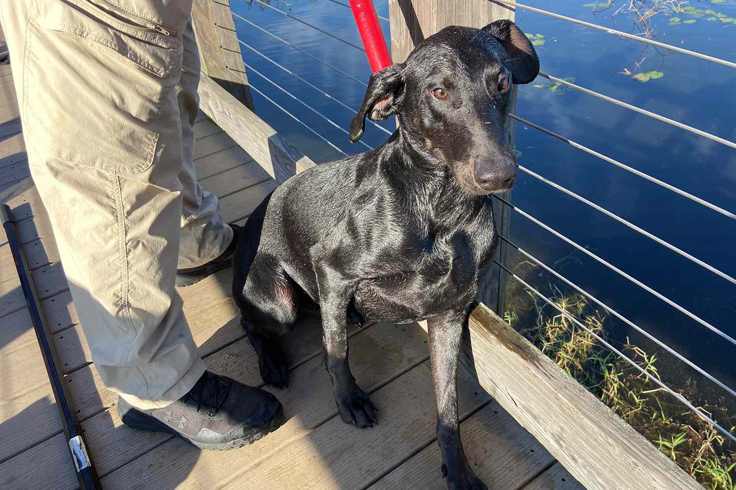 Florida Canine Caught in Pond Rescued After Little one Spots Pet