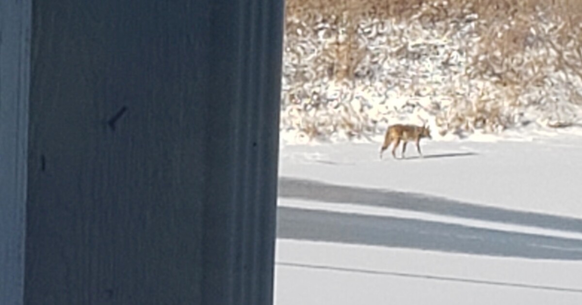 DNR warning pet house owners after a number of coyote sightings in suburban Indianapolis