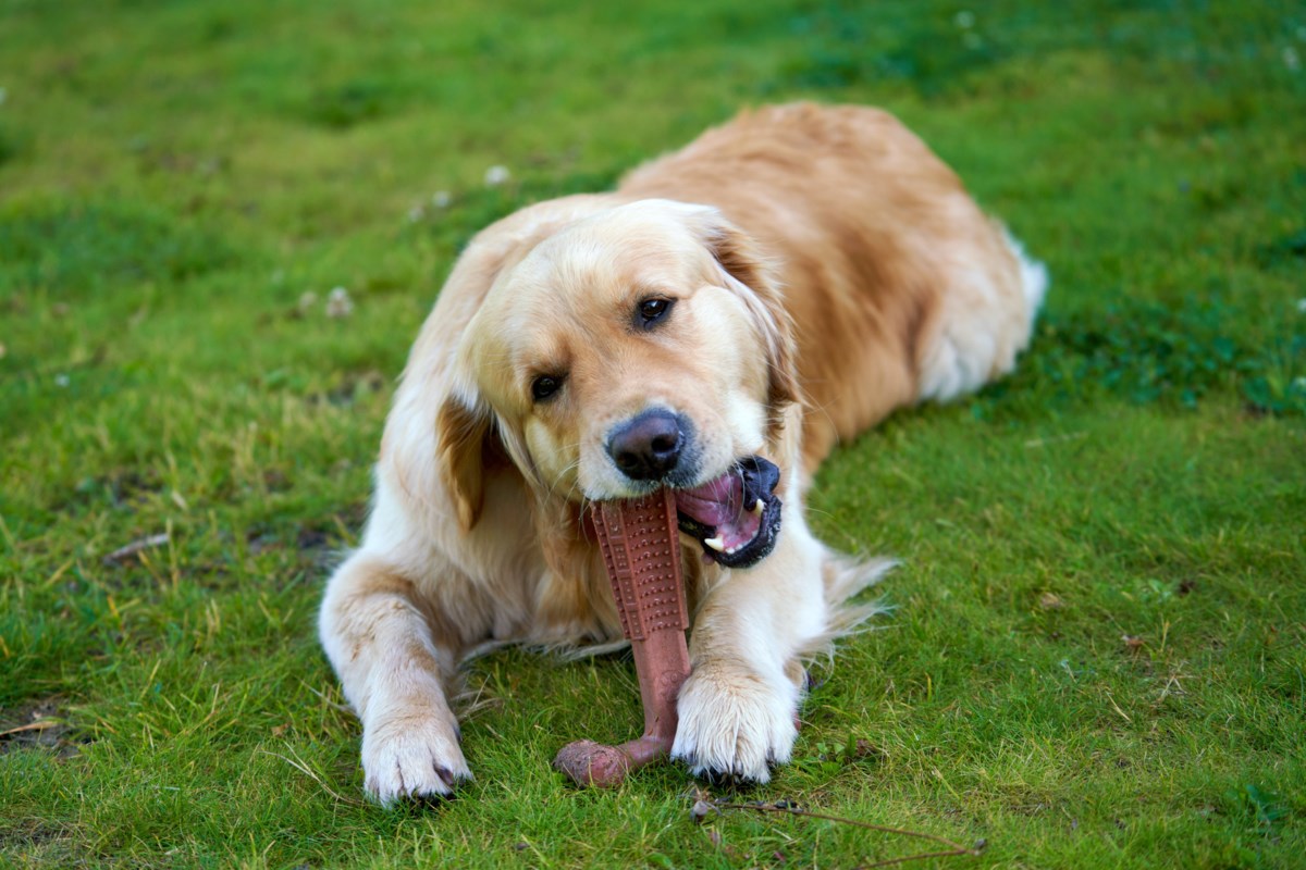 Pets & Animals: Protected and not-so-safe chew toys for canines