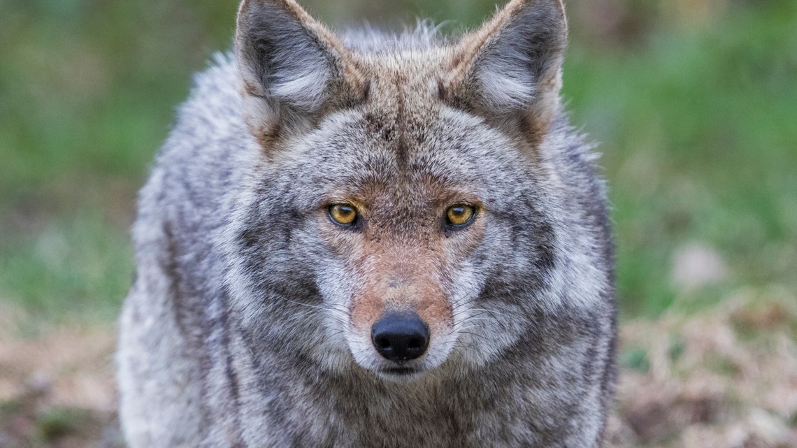 Hudson points warning after resident’s pet attacked by coyote