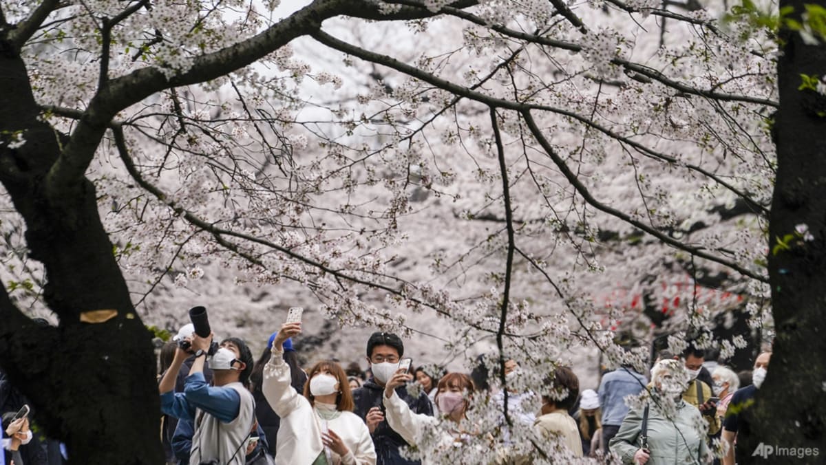 Sakura forecast for 2023: When and the place to identify cherry blossoms round Japan?